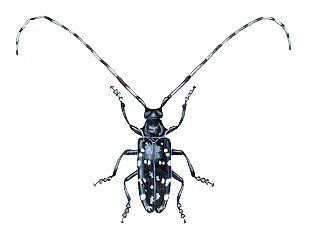 Matchpoint reccomend Asian longhorned beetle and humans