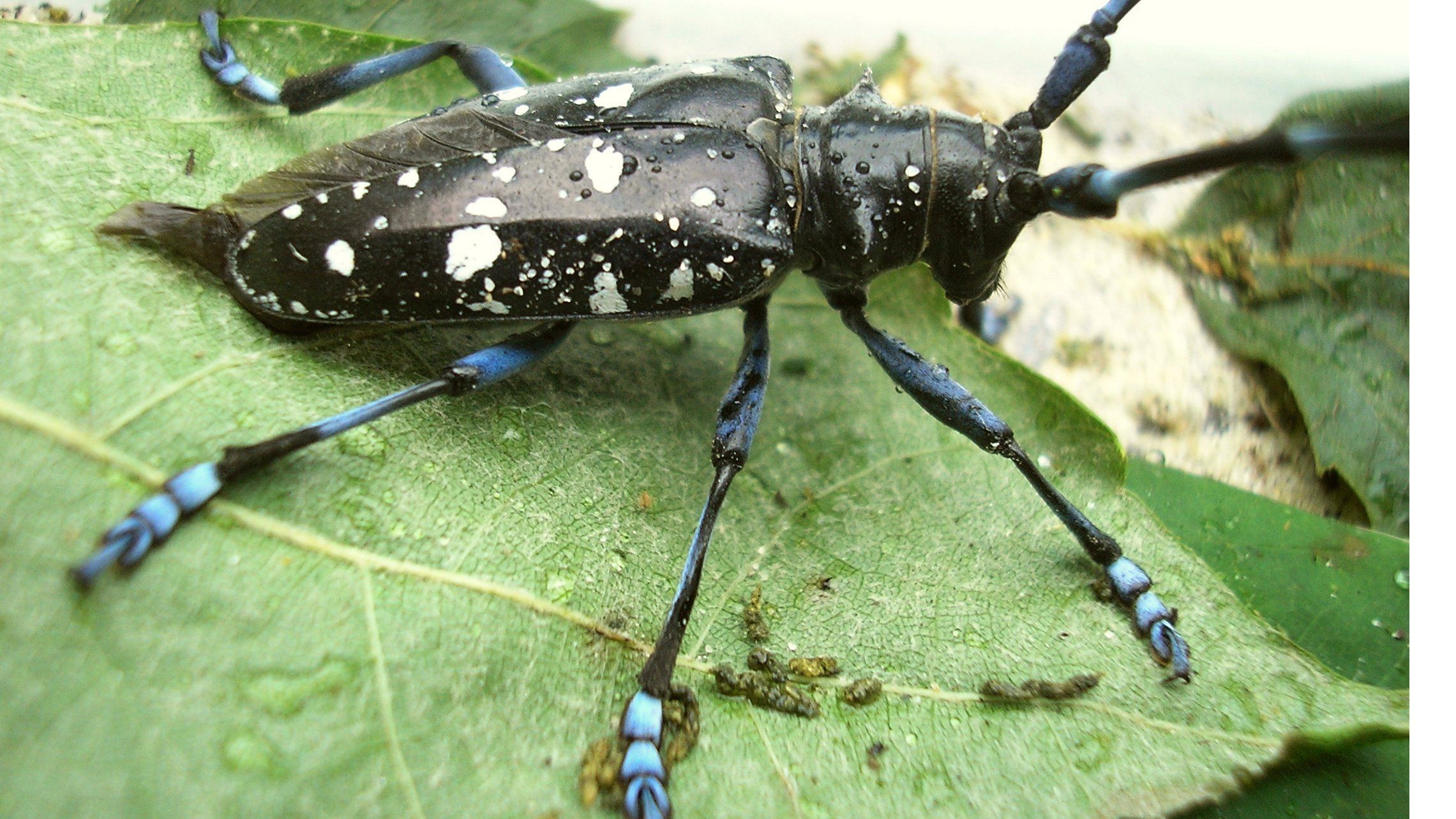 Poppins reccomend Asian longhorned beetle and humans