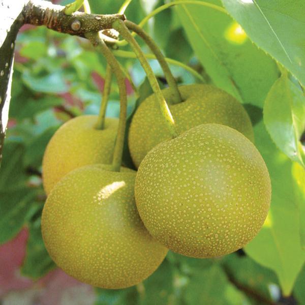 Asian pears fruit