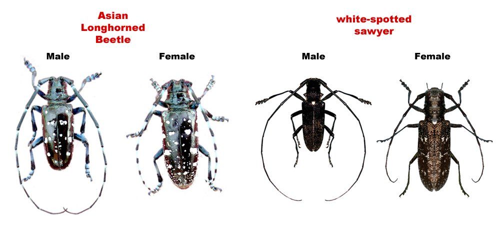 best of Humans Asian longhorned beetle and