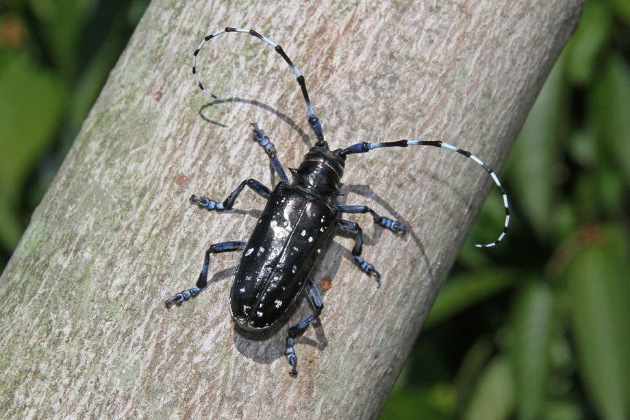 Pharoah reccomend Asian longhorned beetle and humans