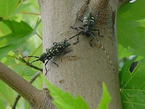 Blackbeard reccomend Asian longhorned beetle and humans