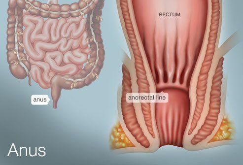 Bail reccomend Look inside girls anus