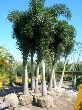 best of Trees sale for palm Mature