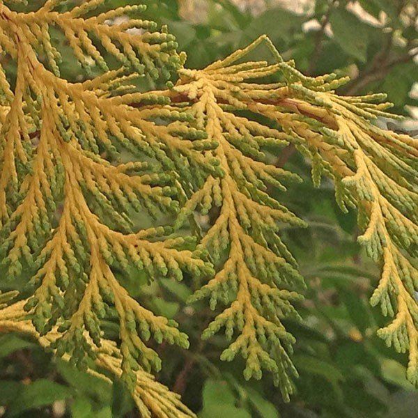 best of Shower cypress Golden