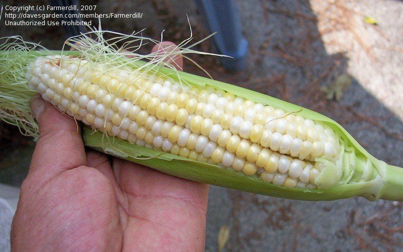 Chubby checker sweet corn