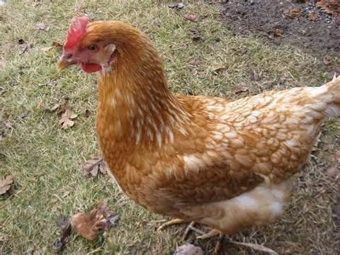 Golden sex link hen