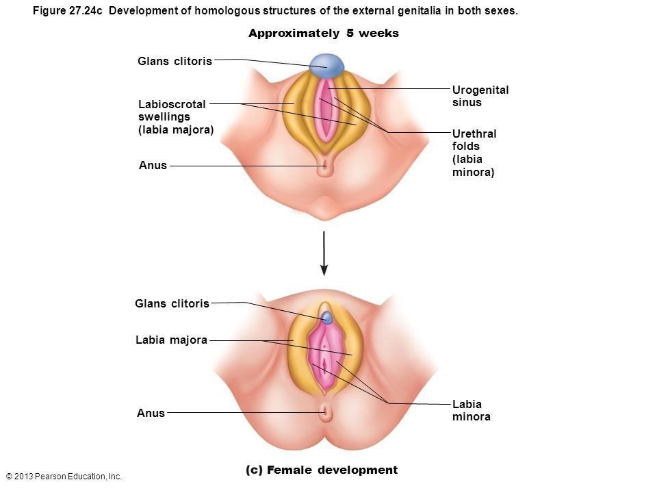 Abnormal clitoris glans