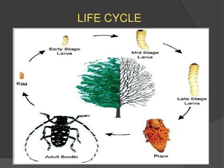 Asian longhorned beetle adaptations introduced