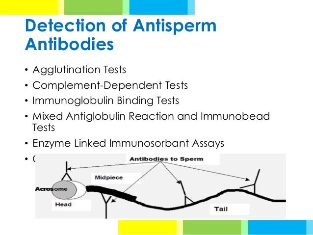 best of Antibody Anit sperm