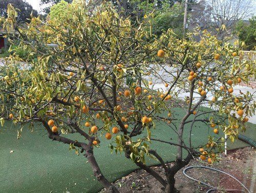 Yellowjacket reccomend Mature lemon trees