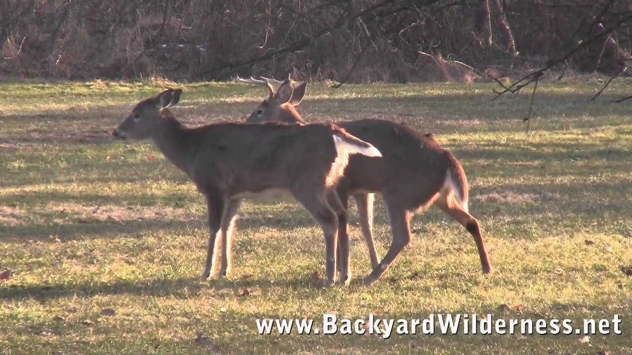 Deer having sex videos