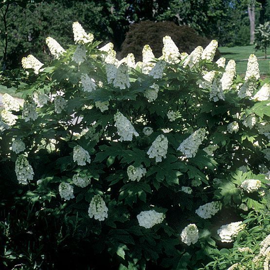 best of Mature alice size quercifolia Hydrangea