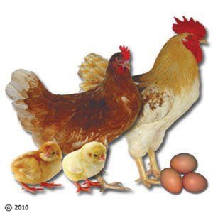 Golden sex link hen