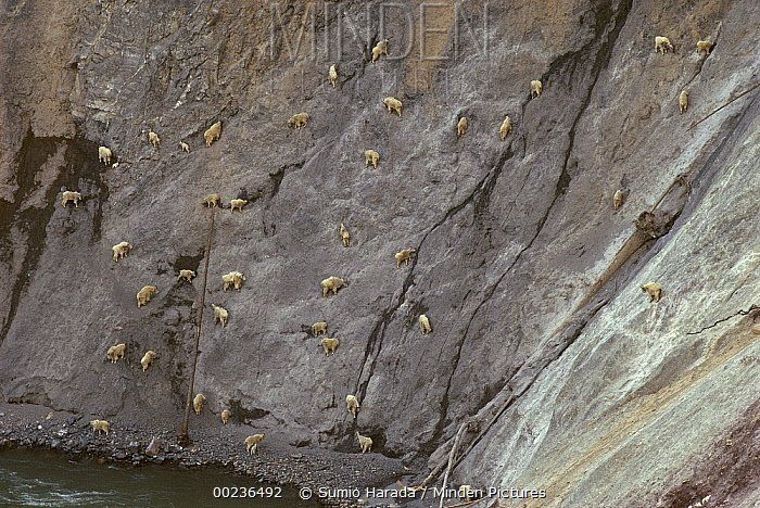 Goat lick at glacier national park