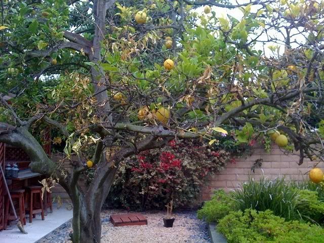 Mature lemon trees