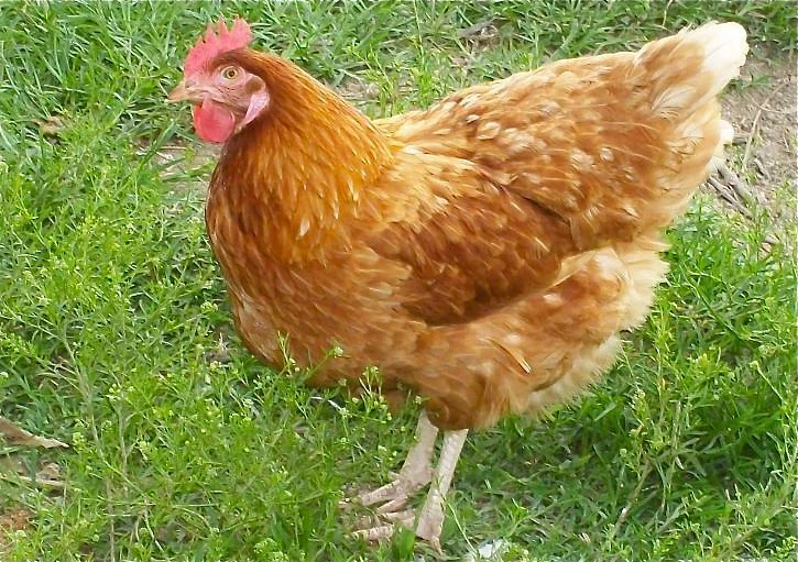 Golden sex link hen