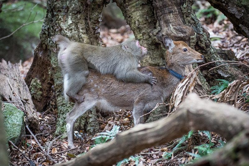 Deer having sex videos