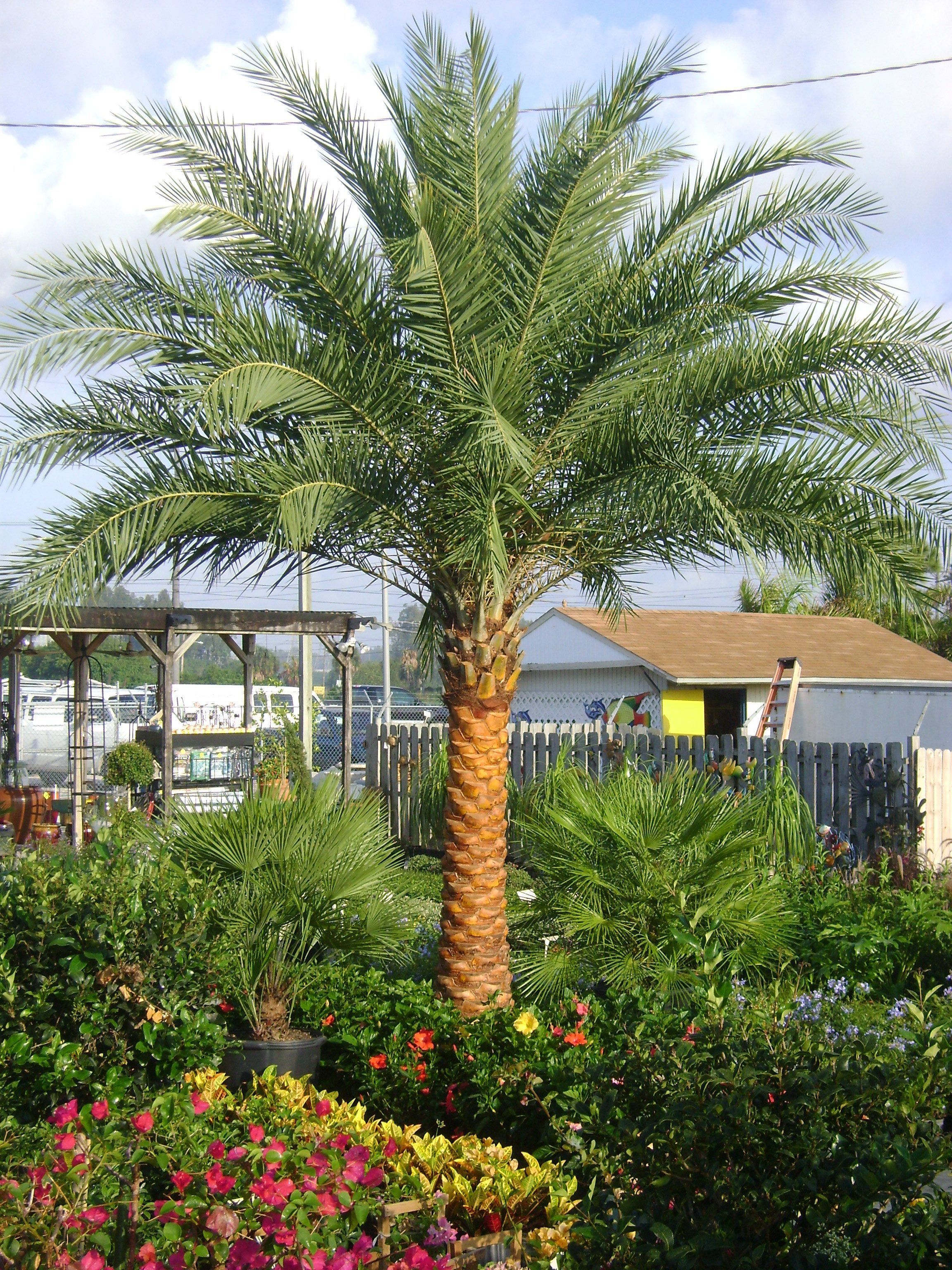 Ballgame reccomend Mature palm trees for sale