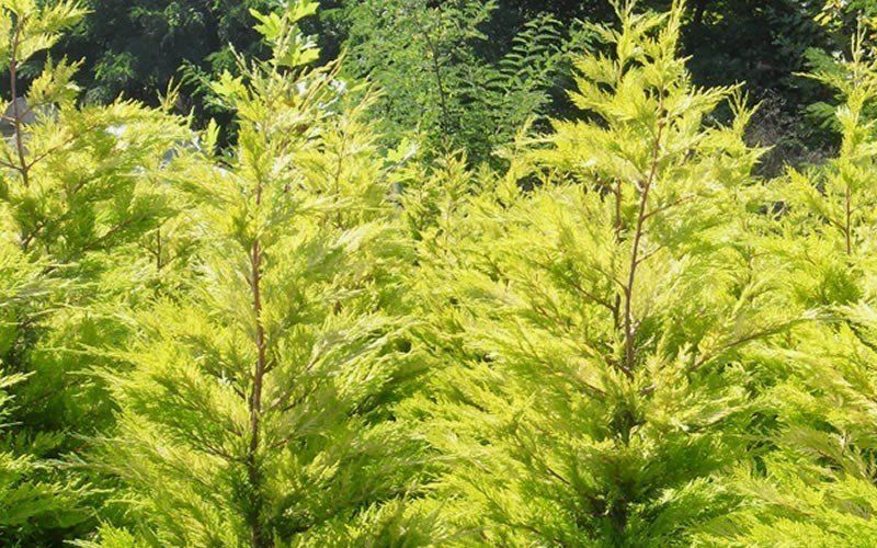 Golden shower cypress