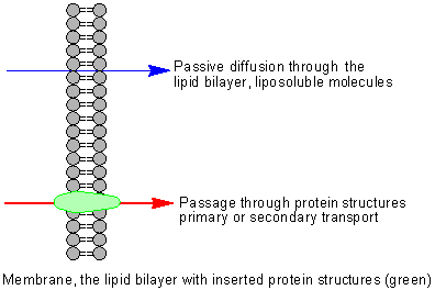 Lipid solubility cell penetration