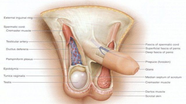 Gynecological exam orgasm