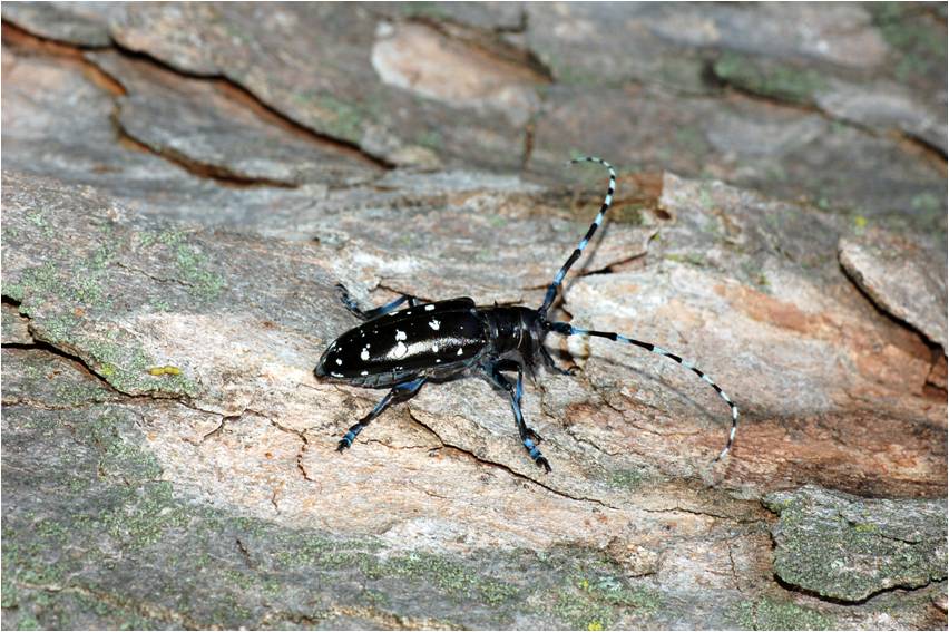 Asian longhorned beetle adaptations introduced