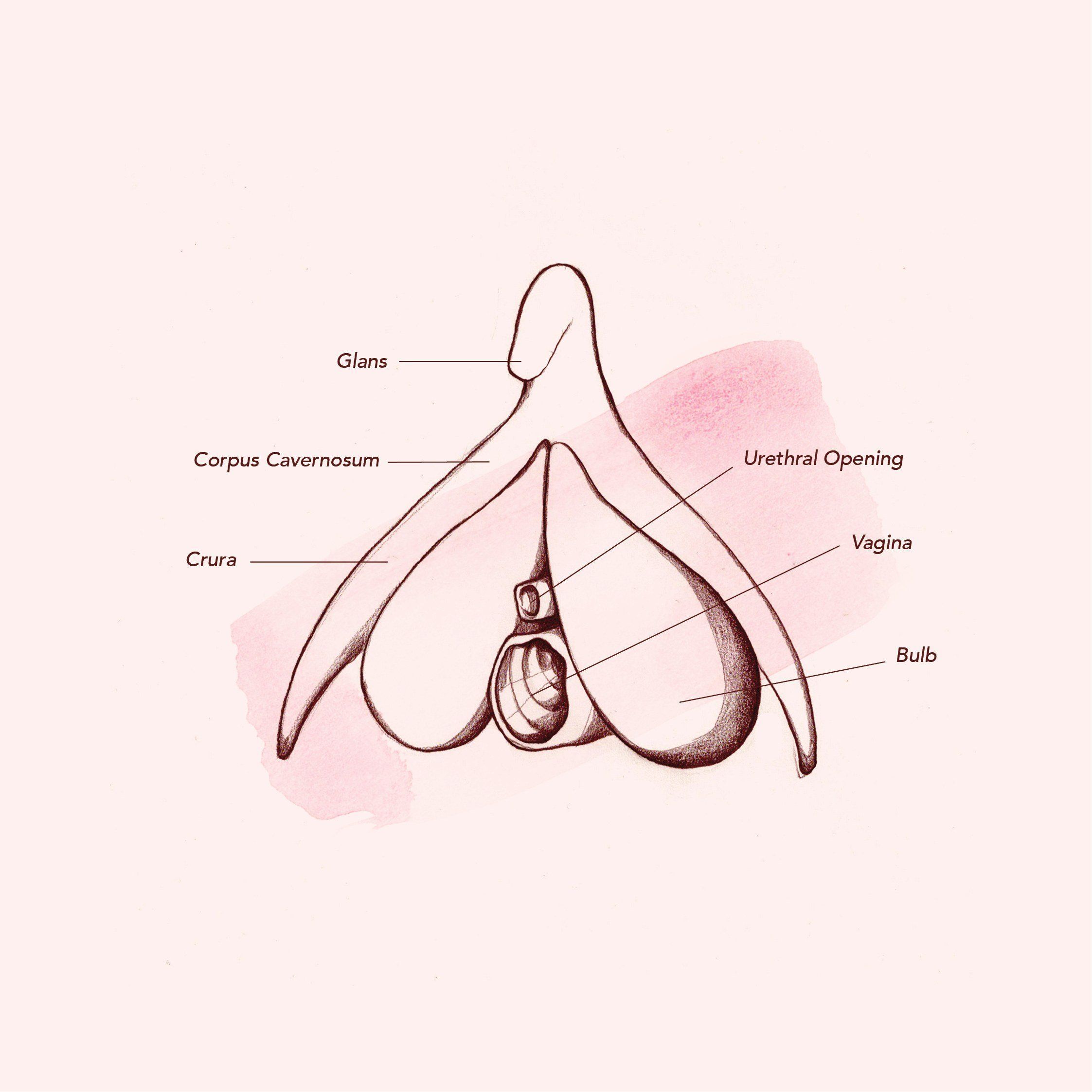 The vaginal right hole