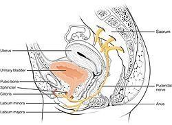 Decreased sensation in clitoris