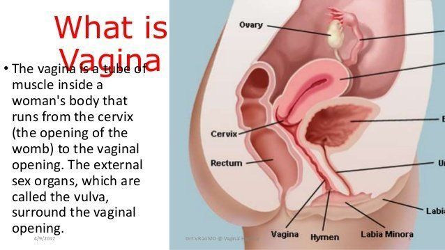 best of Pics Vagina vulva