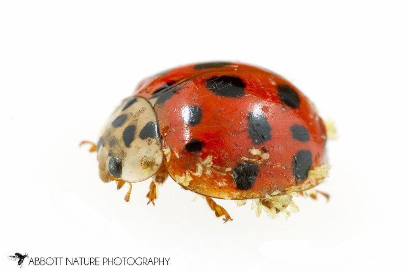 Asian ladybeetle fungus