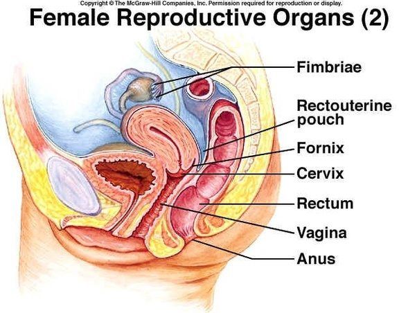 Mouse reccomend Can u get pregnant doing anal