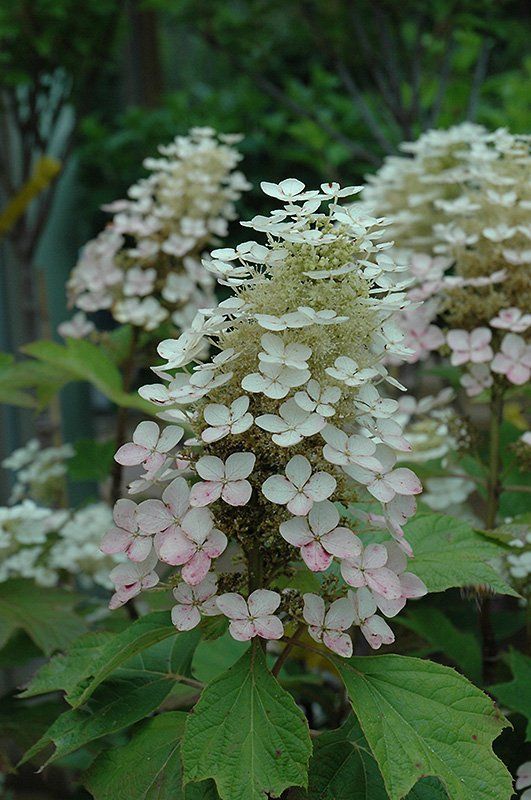 Hydrangea quercifolia alice mature size