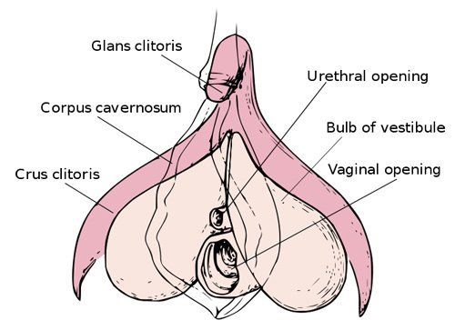 Abnormal clitoris glans