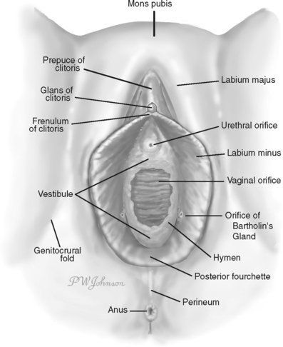 Gem reccomend Abnormal clitoris glans