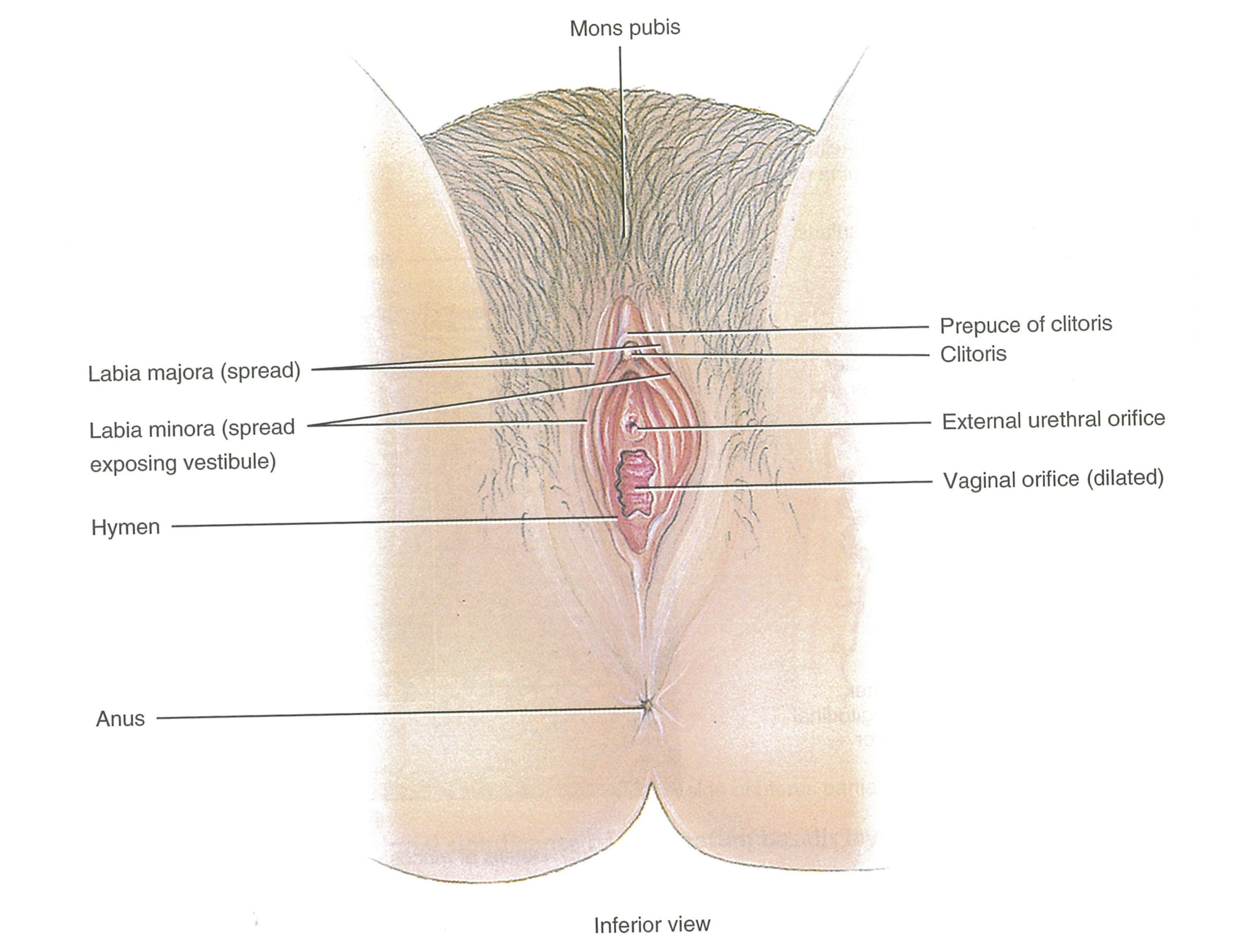 best of Glans Abnormal clitoris