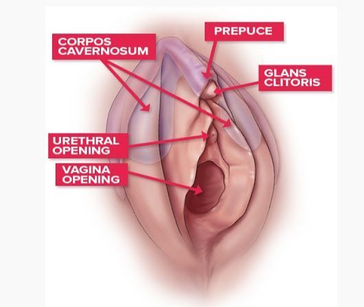 Abnormal clitoris glans