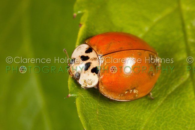 best of Fungus Asian ladybeetle