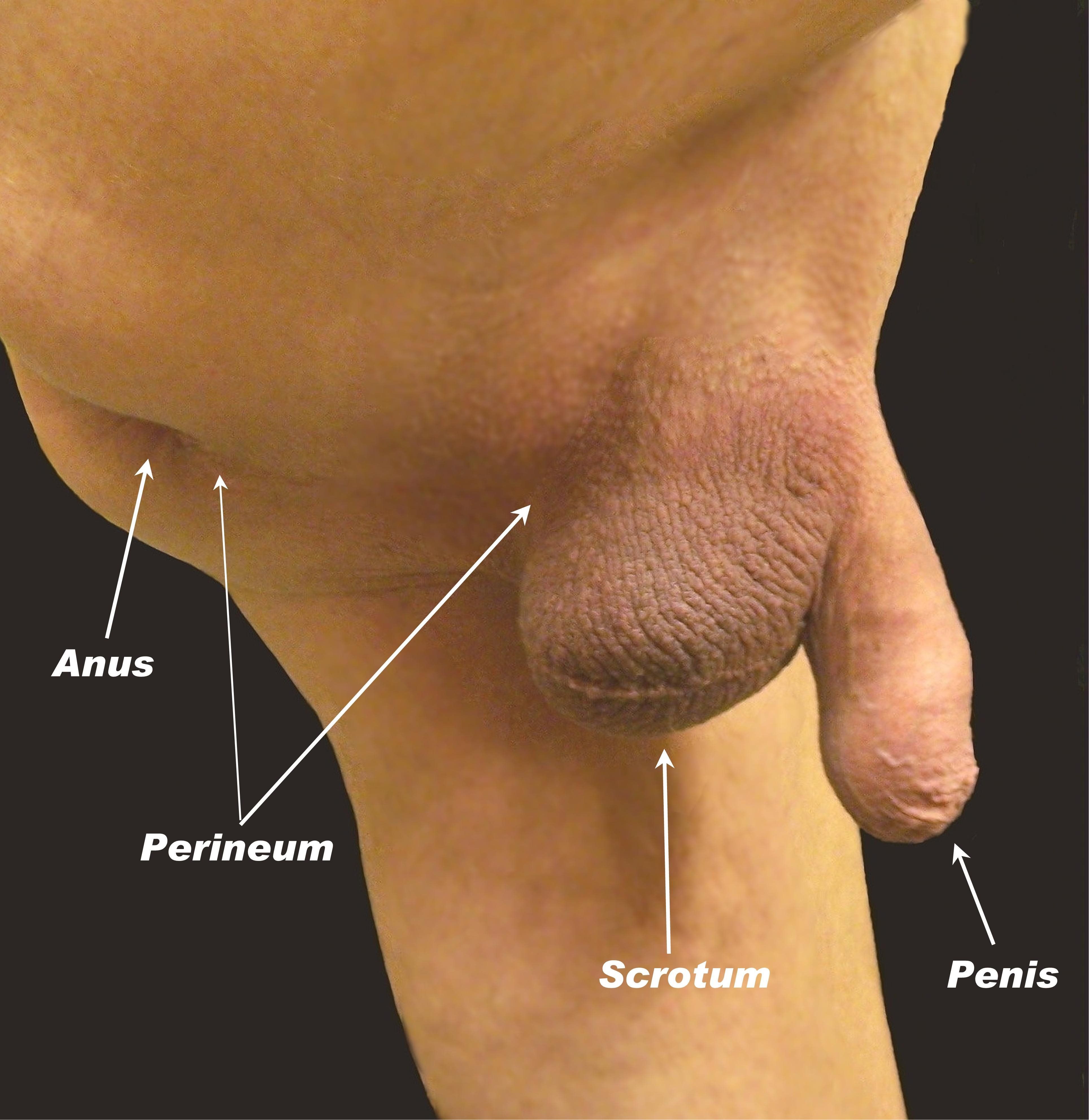 Penis picture shaved