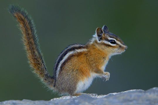 best of Tubes Busty chipmunk