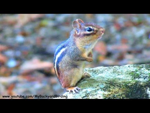 Busty chipmunk tubes