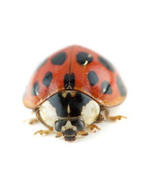 best of Extermination Asian lady bug