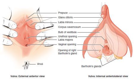 Abnormal clitoris glans