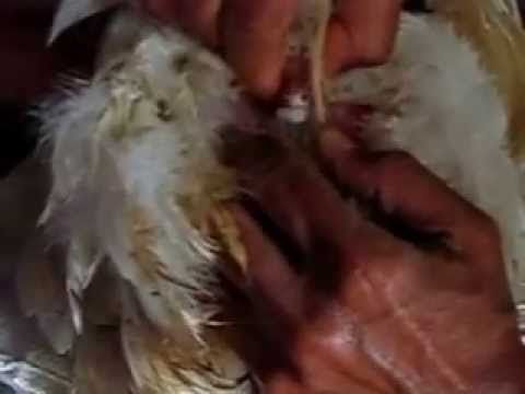 Collecting rooster sperm