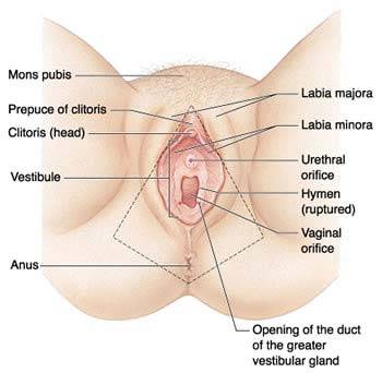 best of Pics Vagina vulva