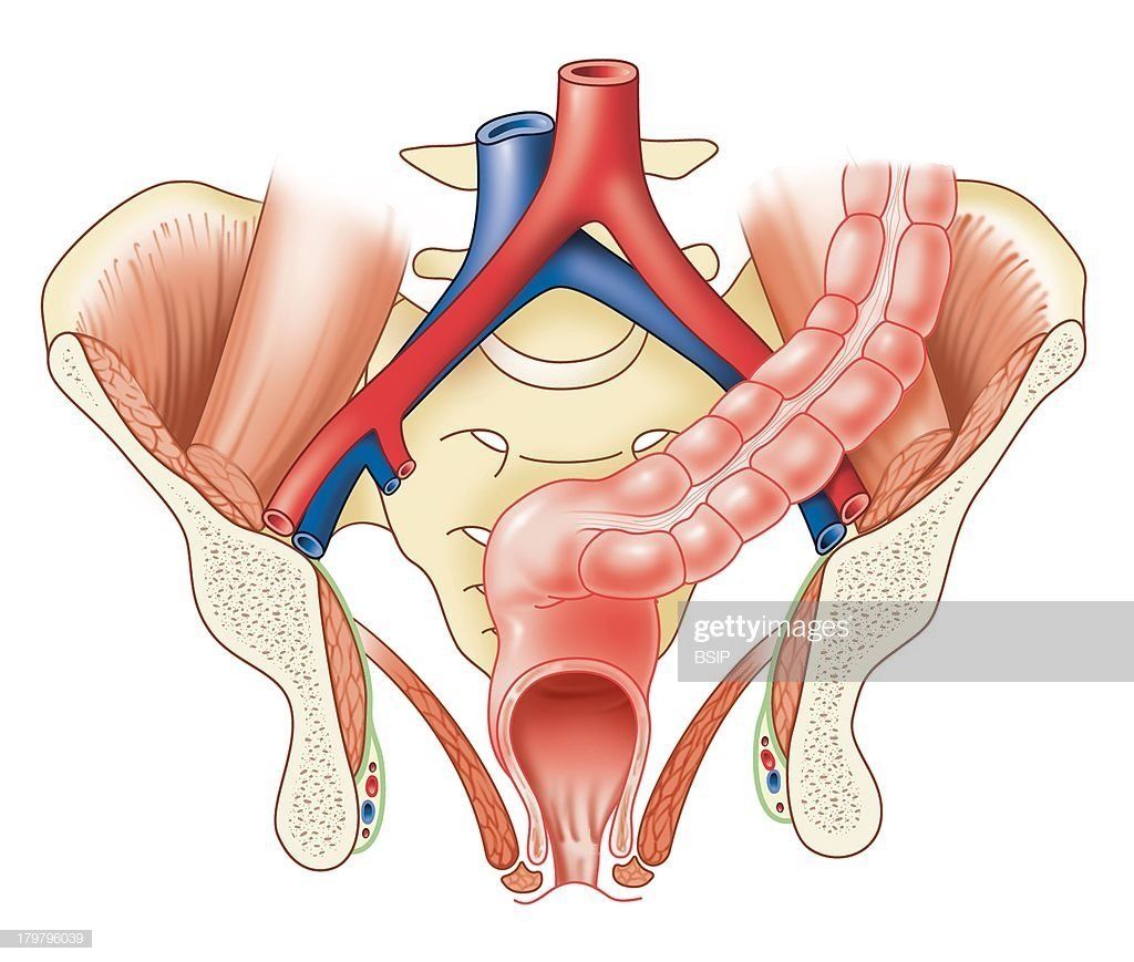 Opal reccomend Drawing of female anus