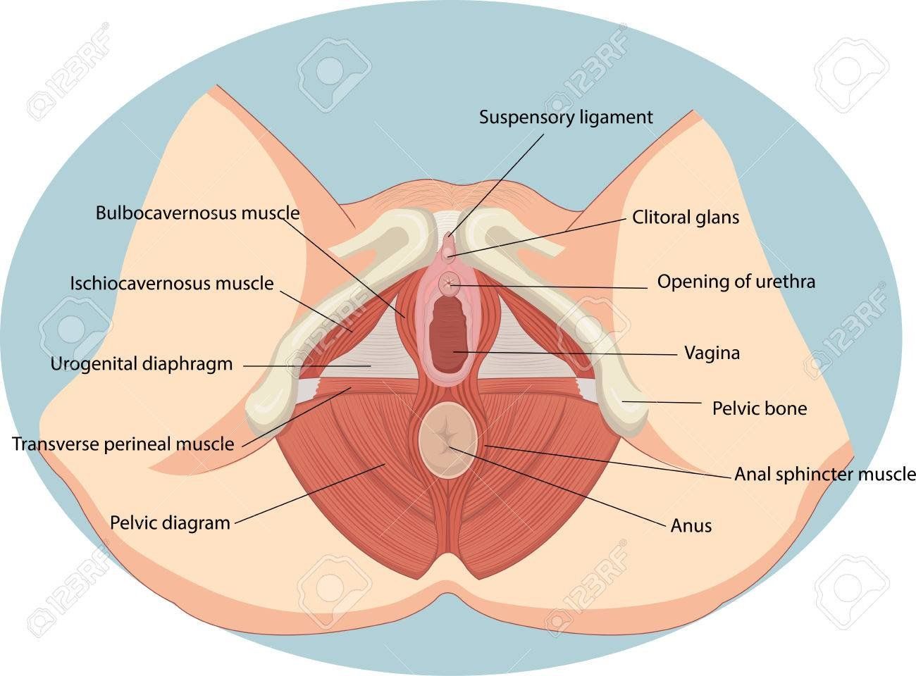 Drawing of female anus