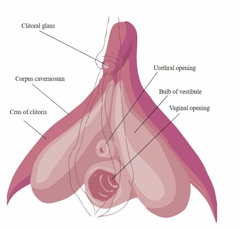 Lunar reccomend Abnormal clitoris glans