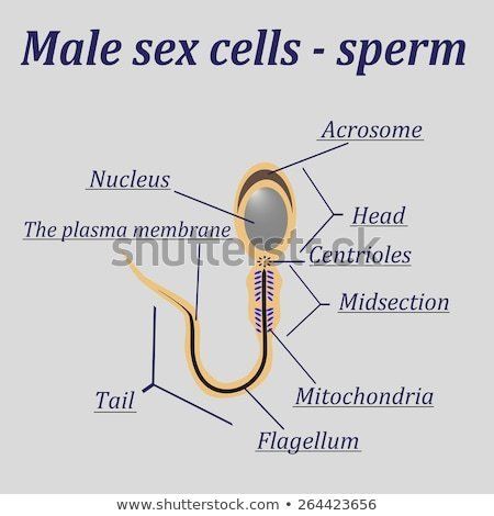 best of Of cell a diagram Labelled sperm