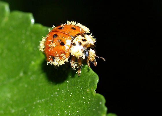 Asian ladybeetle fungus